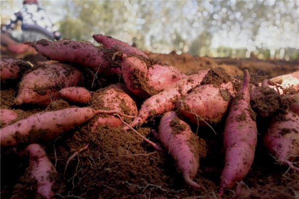 梦见自己在地里挖红薯